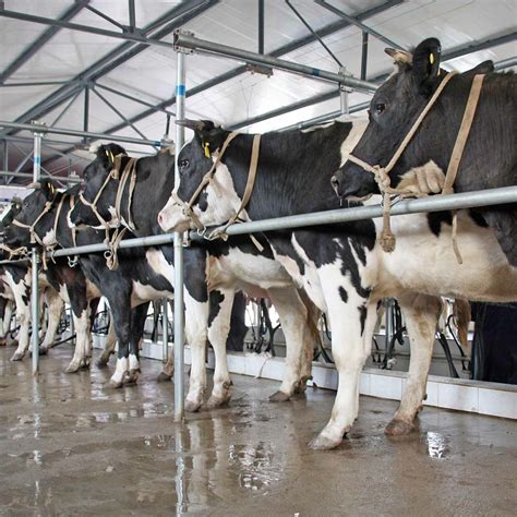 are factory farmed cows happy